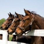 Horse_fence