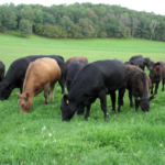 beef-cattle-grazing-300x273