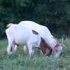 goat