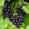 Muscadine