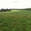 summergrazing