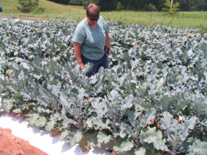 Cover photo for Update on the NC Component of the East Coast Broccoli Project-2011
