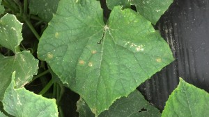 Cover photo for Pest News: Cucurbit Downy Mildew Found on Cucumbers in Northeast NC