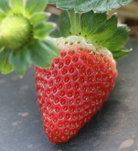 Cover photo for Southern Region Small Fruit Consortium 2014 Strawberry IPM Guide Now Available