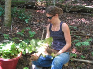 Growing Bloodroot