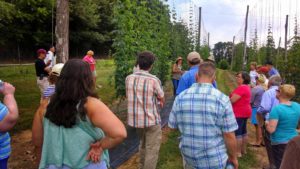 Cover photo for The Early Research Hop Yard in Mills River, NC