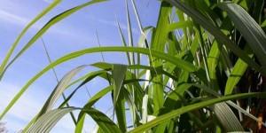 Cover photo for EU Regulation on GM Organisms Not 'Fit for Purpose'