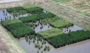 Cover photo for A Guest Post From FrankenFoodFacts: An Interview With Scientist Dr Nir Oksenberg