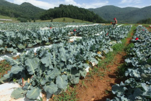 Cover photo for Growing Organic and Conventional Broccoli in Western North Carolina