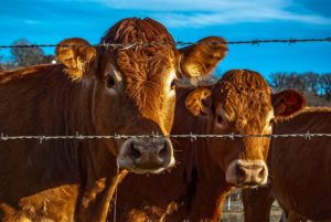 Cover photo for 2019 Tri-County Livestock and Pasture Management Field Day