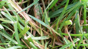 Photo of Brown Patch (Rhizoctonia solani) in Tall Fescue. Photo Credit: Scot Nelson