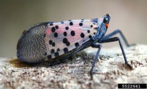 Cover photo for Early Spotted Lanternfly Detection Is Critical for the Future of NC Agriculture