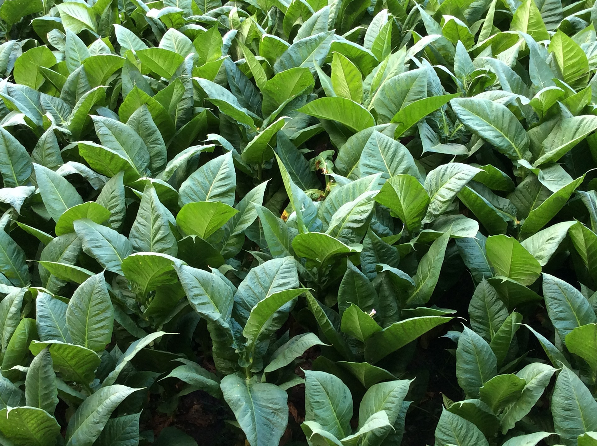 Image of tobacco