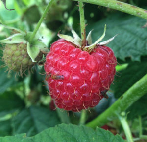 Cover photo for New Pesticide Available for Use Against Spotted Wing Drosophila in Blackberries and Raspberries for 2019