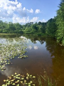 Cover photo for Pond Clinic 2019