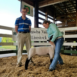 Cover photo for Catawba Valley Prospect Lamb & Goat Show