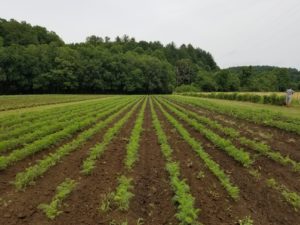 organic carrots in field