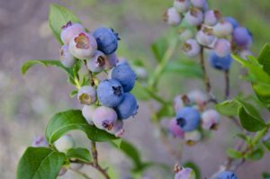 blueberry bush