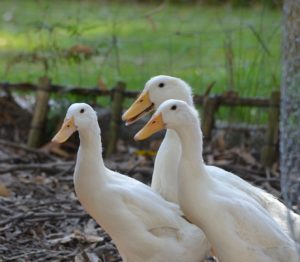 White Pekin Ducks