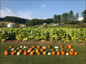 pumpkins