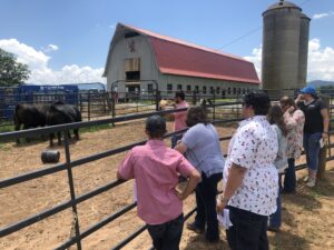 Cover photo for Advanced Livestock Judging Program