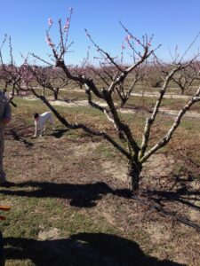 Cover photo for Fruit Tree Pruning Workshop