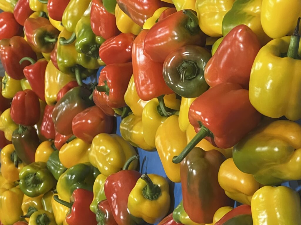Green, yellow and red peppers.