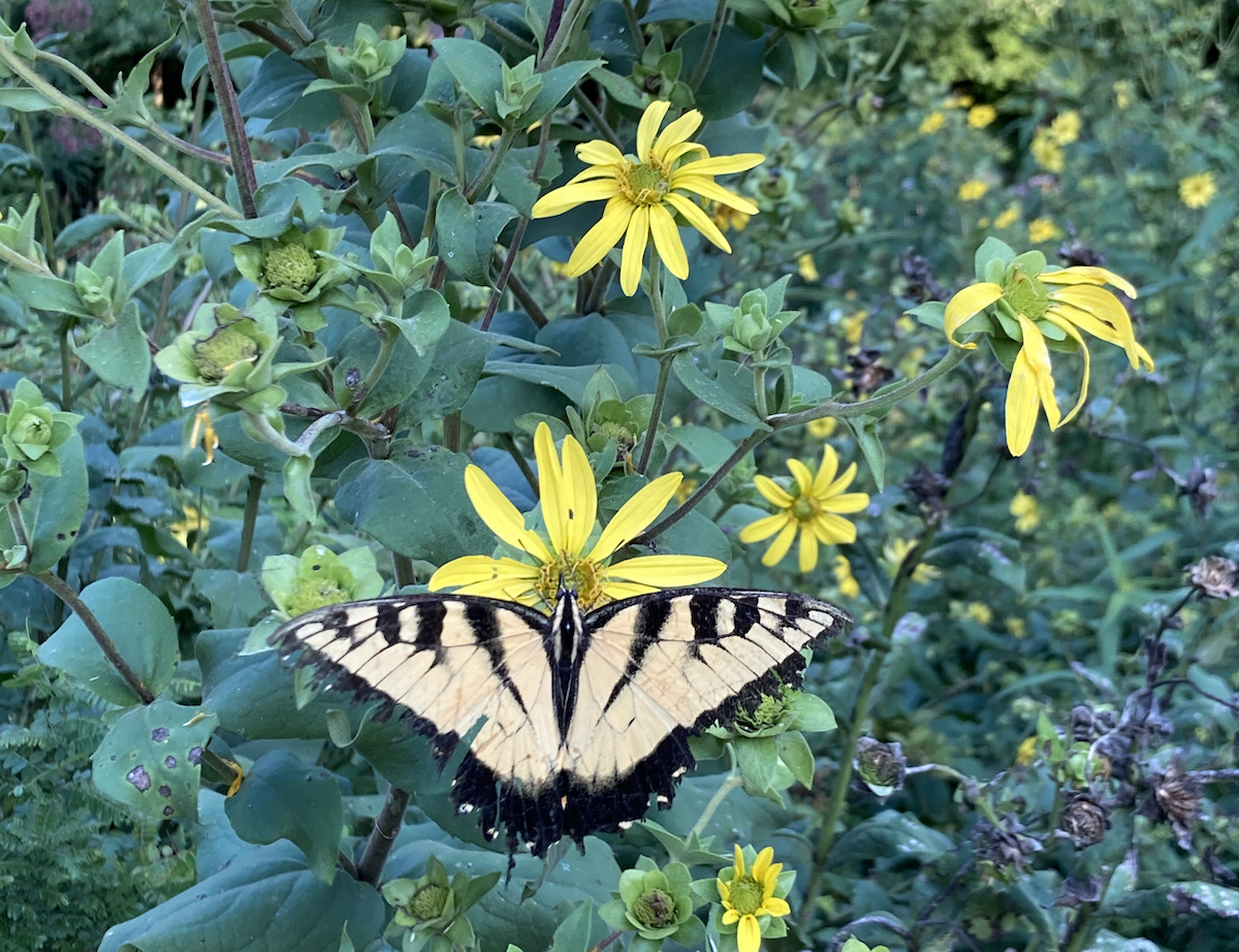 Eastern tiger swallowtail on sticky rosinweed at NCBG - M. Cloud.jpg