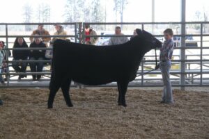 Cover photo for Livestock Show Calendar and Information