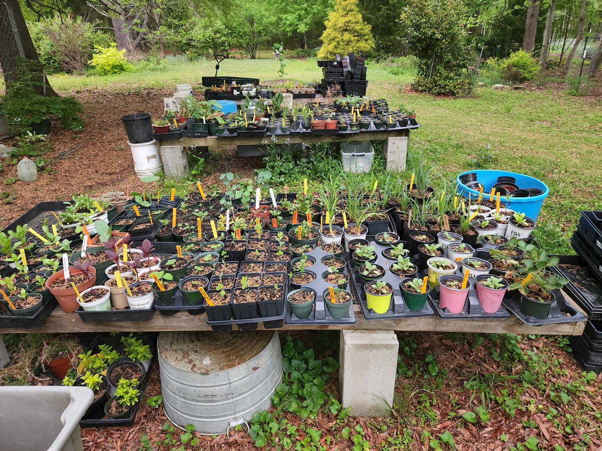 Seedling plants in small containers