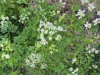 Groups of green plants with white flowers.