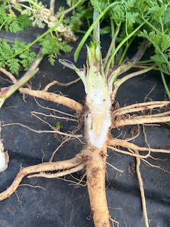 Roots, sliced in two.