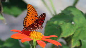 Great Southeast Pollinator Census North Carolina count pollinators