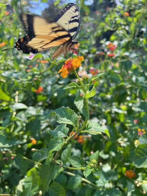 Eastern Swallowtail butterfly landing on a flower.