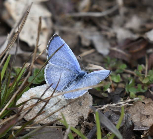 A light blue moth on a rock.