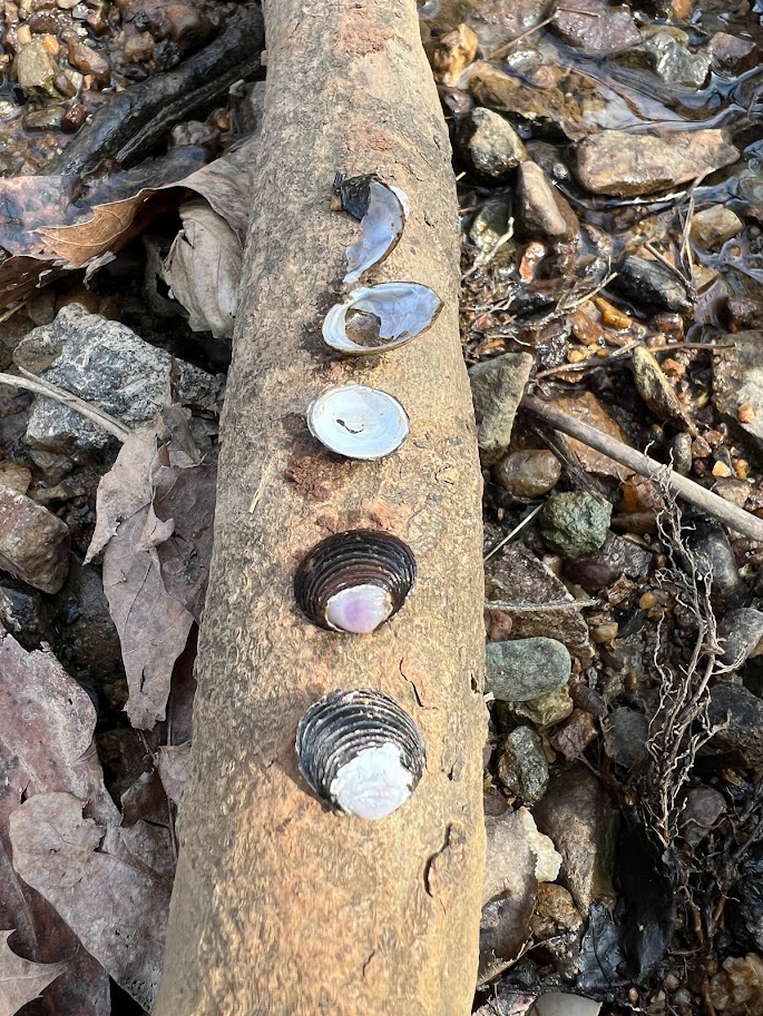 Open shells lined up on a fallen log.