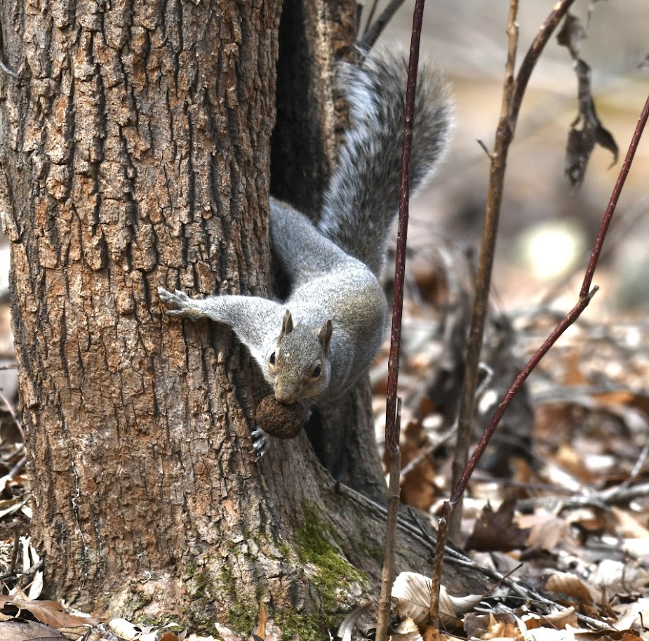 A grey squirrel on the side of a tree.