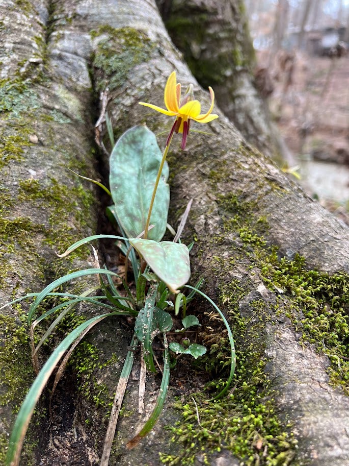 A bright yellow flower grows from the base of a tree.