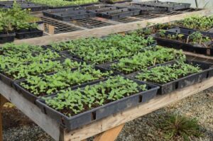 Cover photo for Orange County Master Gardener Interest Sign-Up