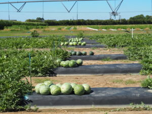 Cover photo for 2024 North Carolina Mini Size Triploid Watermelon Cultivar Evaluation Study Now Available