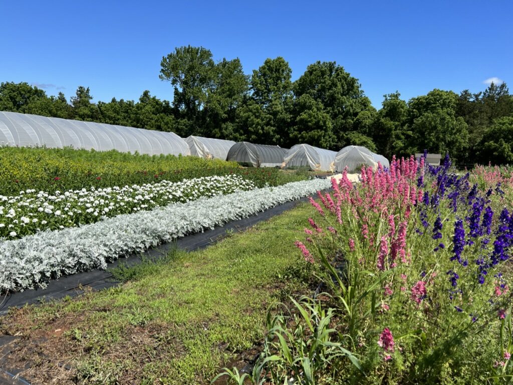 Picture of flowers at Breeze Farm.