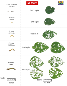 Shows larval instars and how much each one can eat with photos of defoliated leaves