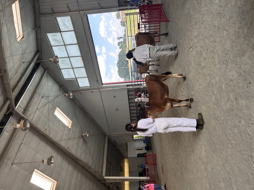 Youth participants in white attire lead dairy calves inside a livestock show barn, with spectators seated in the background.