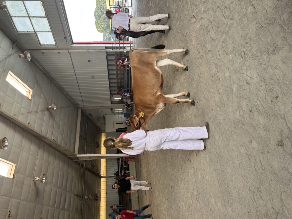 A young exhibitor presents a light brown dairy calf while another participant stands nearby with a black calf during a livestock show in an indoor arena. Ask ChatGPT