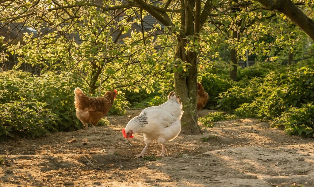 Chickens pecking ground in front of trees