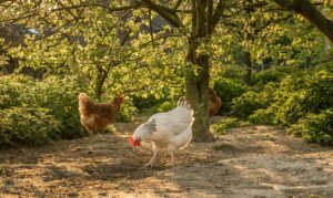 Chickens pecking ground in front of trees