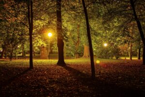 Night in Park